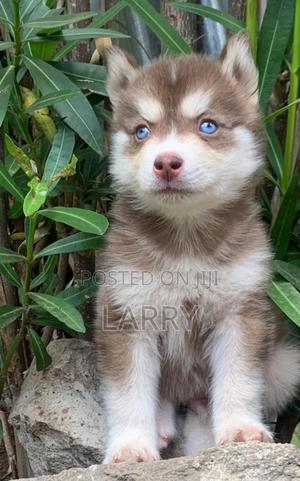 1-3 months Male Purebred Siberian Husky - thumbnail 2