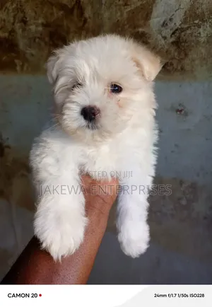 1-3 months Female Purebred Maltese