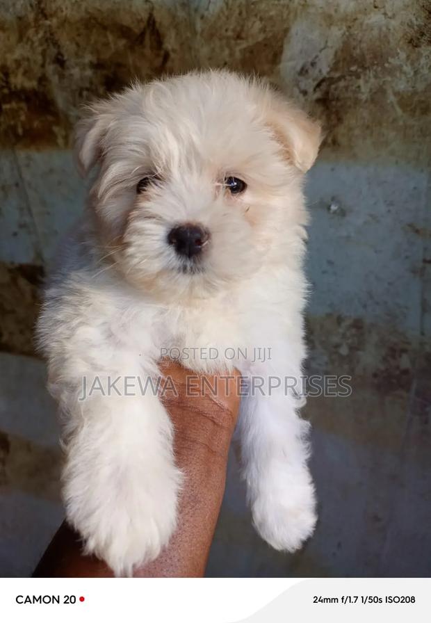 1-3 months Female Purebred Maltese - thumbnail 2