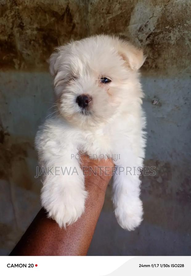 1-3 months Female Purebred Maltese - thumbnail 3