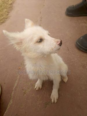 1-3 months Female Purebred Japanese Spitz - thumbnail 2
