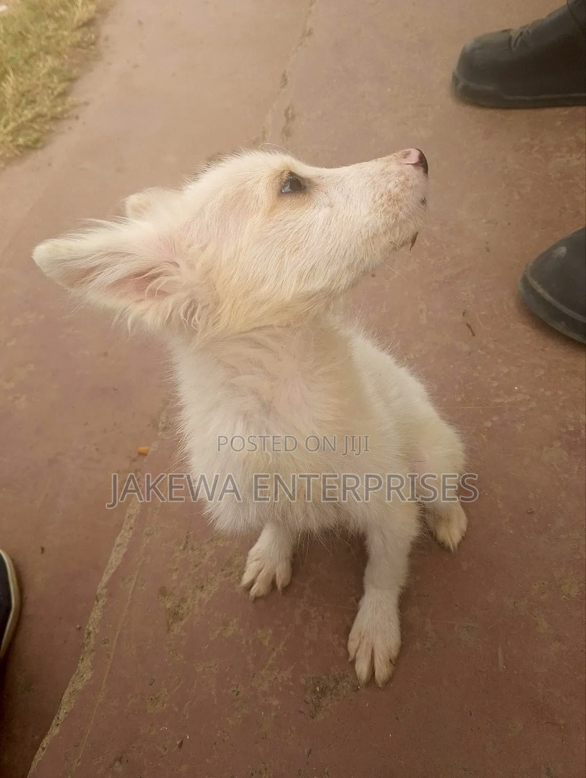 1-3 months Female Purebred Japanese Spitz