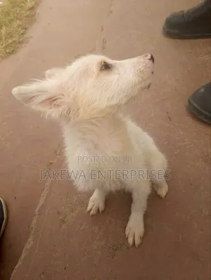 1-3 months Female Purebred Japanese Spitz