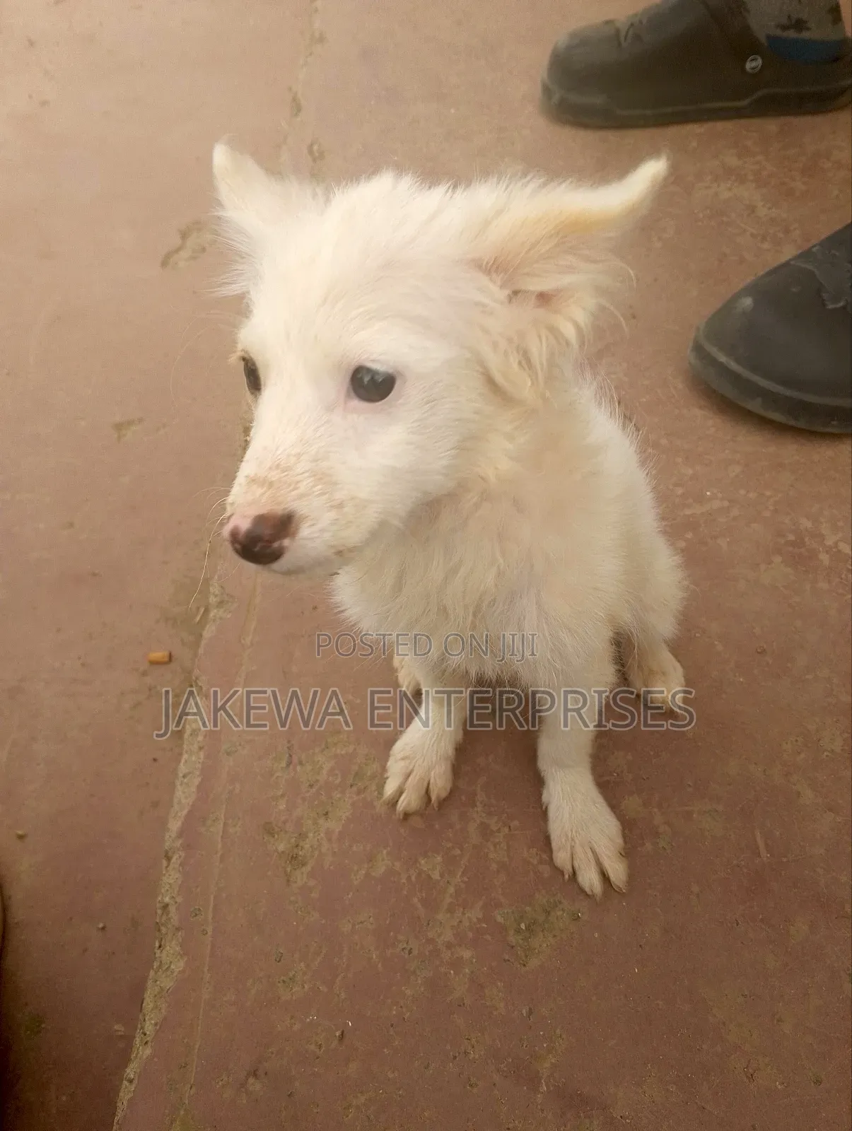 1-3 months Female Purebred Japanese Spitz
