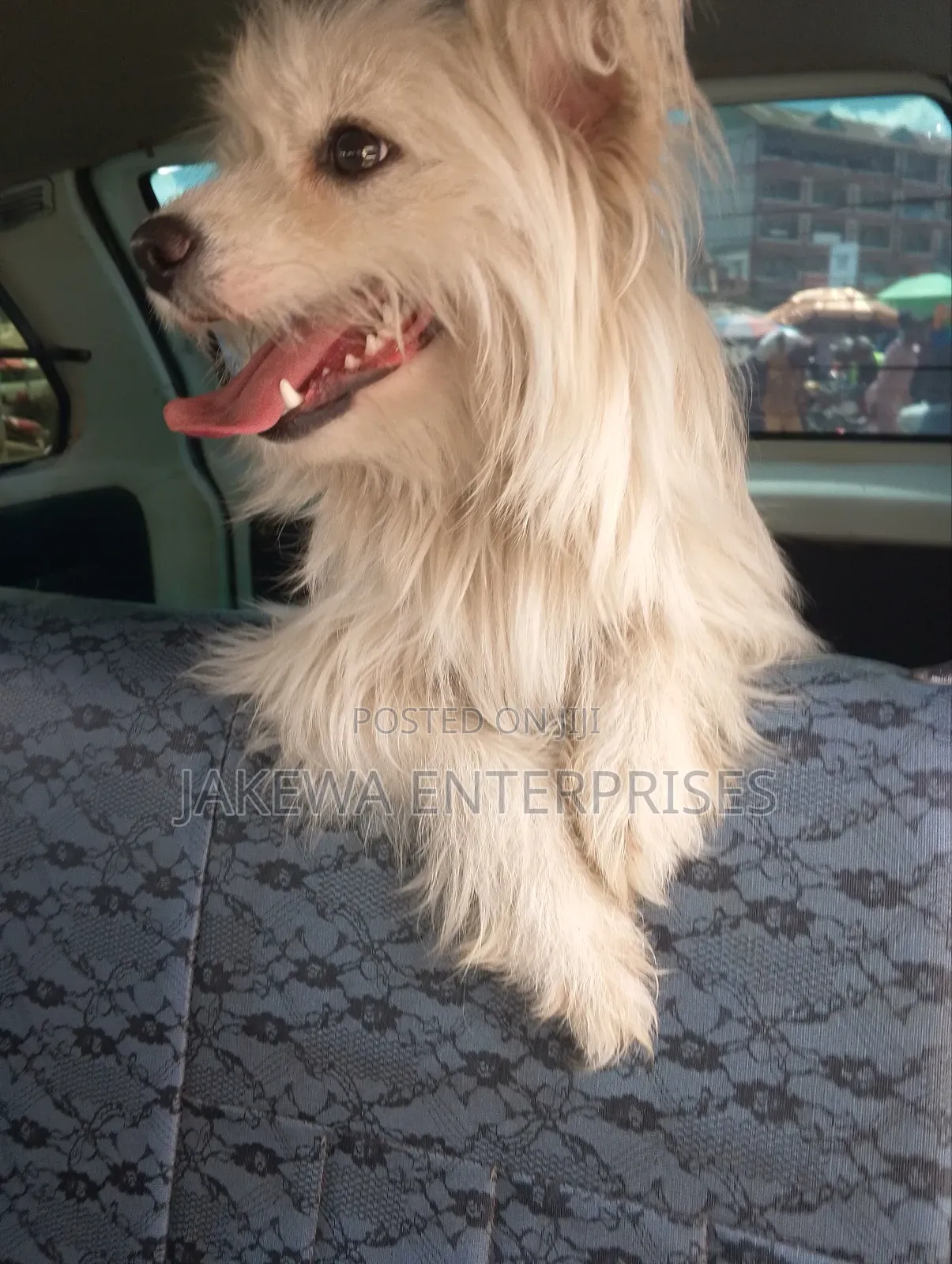3-6 months Female Purebred Maltese