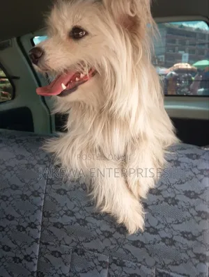 3-6 months Female Purebred Maltese