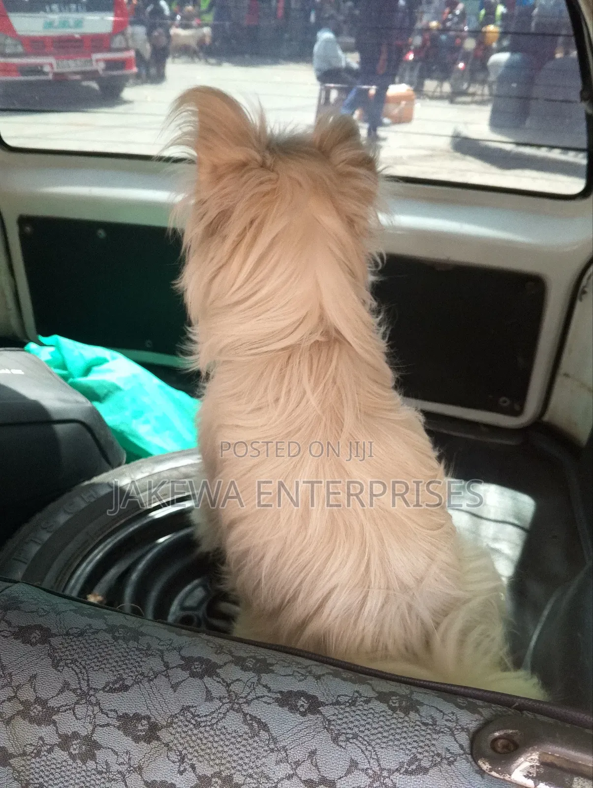 3-6 months Female Purebred Maltese