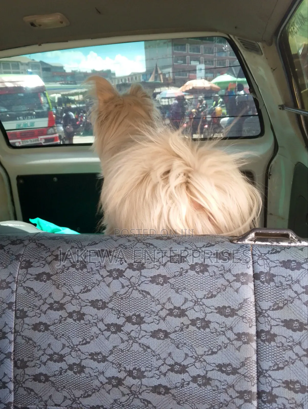 3-6 months Female Purebred Maltese