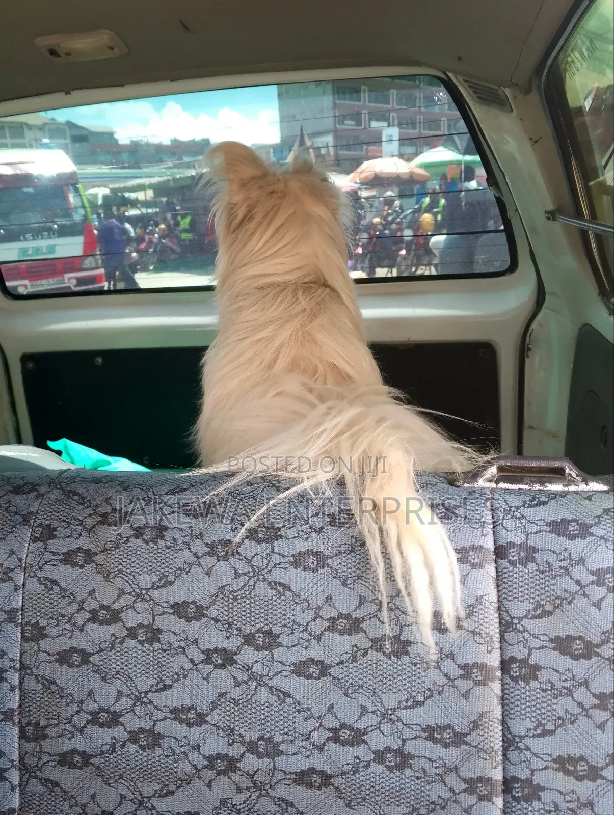 3-6 months Female Purebred Maltese