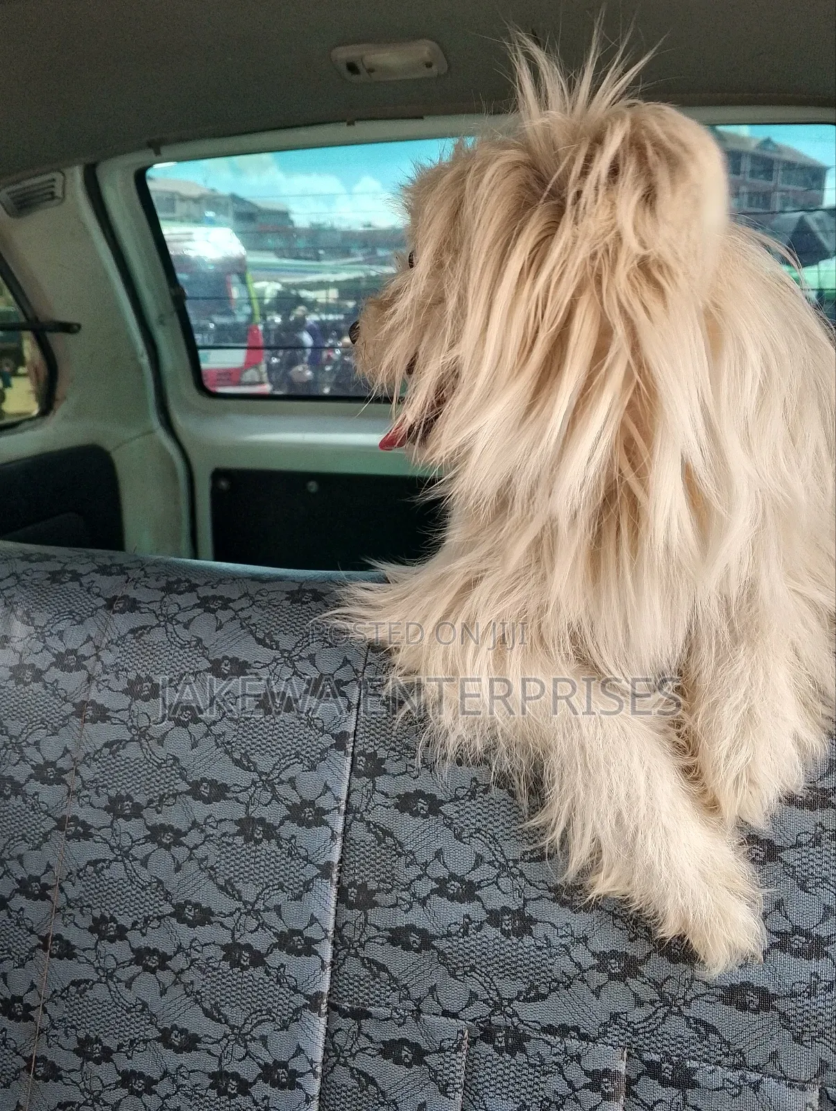 3-6 months Female Purebred Maltese