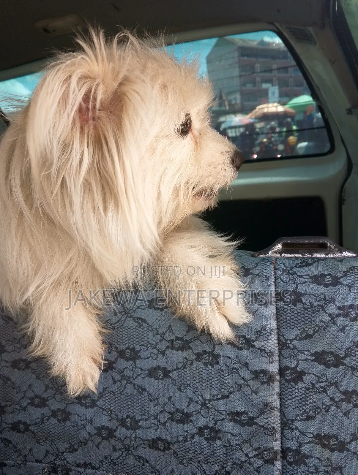 3-6 months Female Purebred Maltese