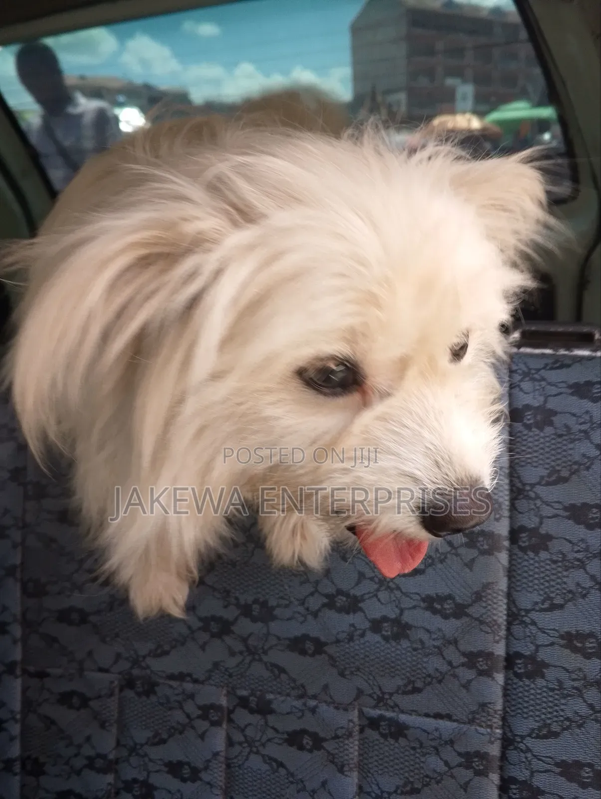 3-6 months Female Purebred Maltese