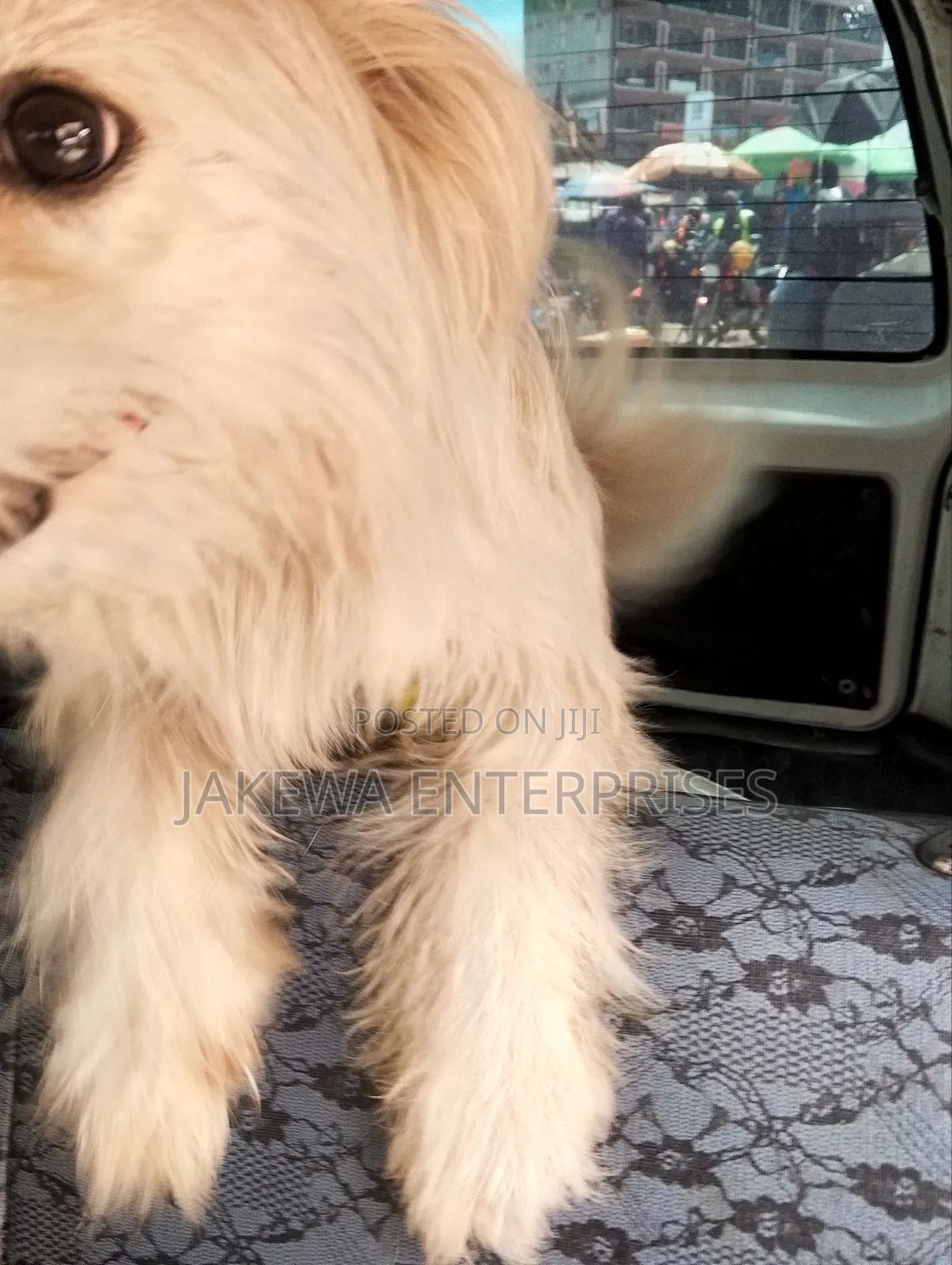 3-6 months Female Purebred Maltese