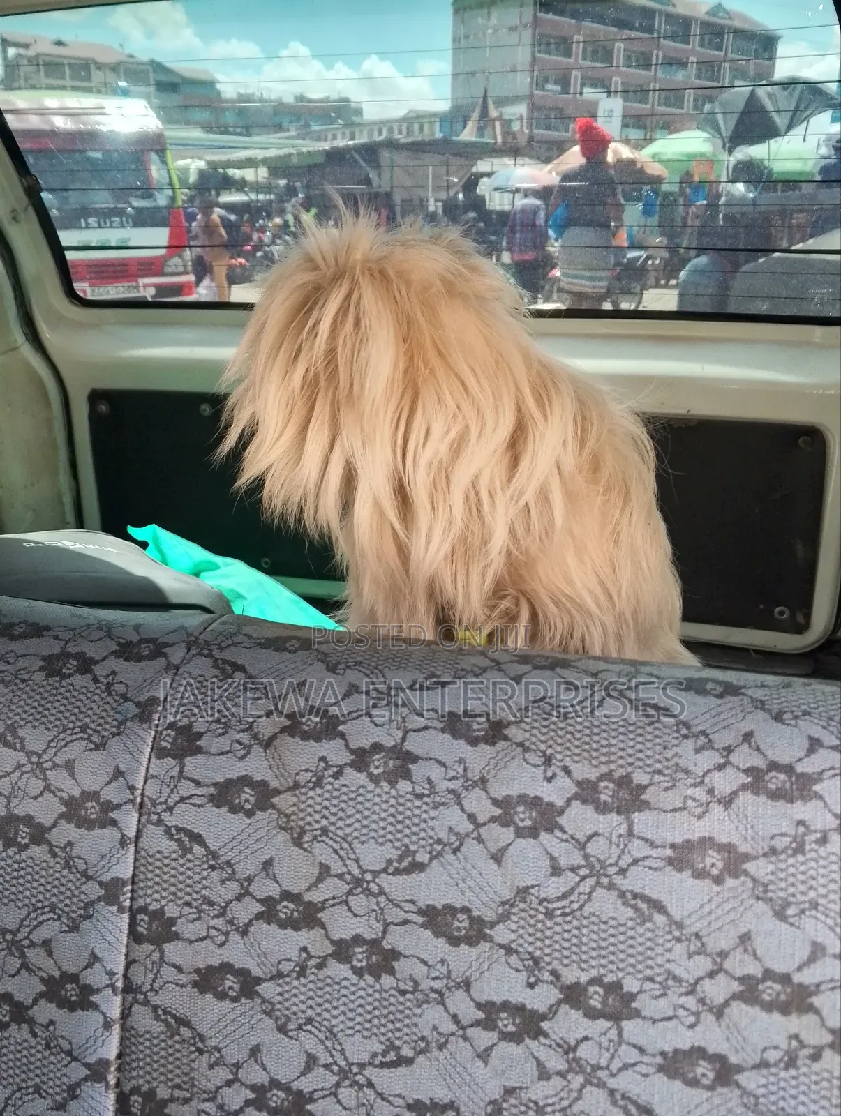 3-6 months Female Purebred Maltese