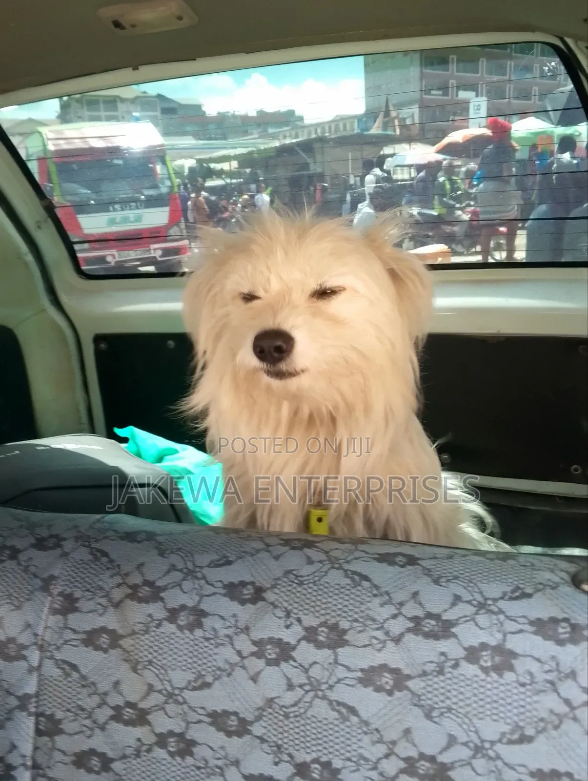 3-6 months Female Purebred Maltese