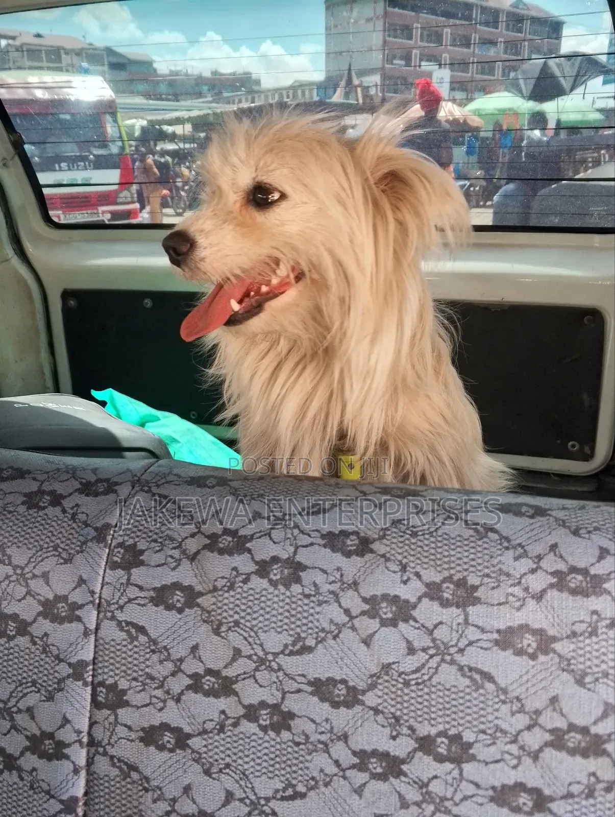 3-6 months Female Purebred Maltese