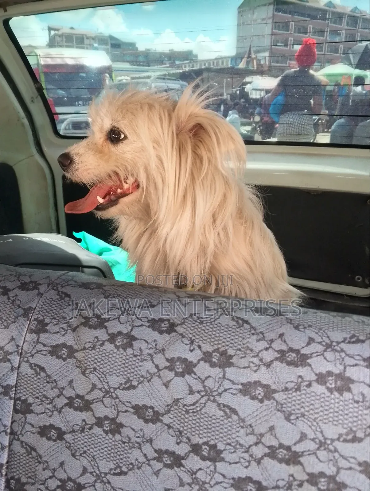 3-6 months Female Purebred Maltese