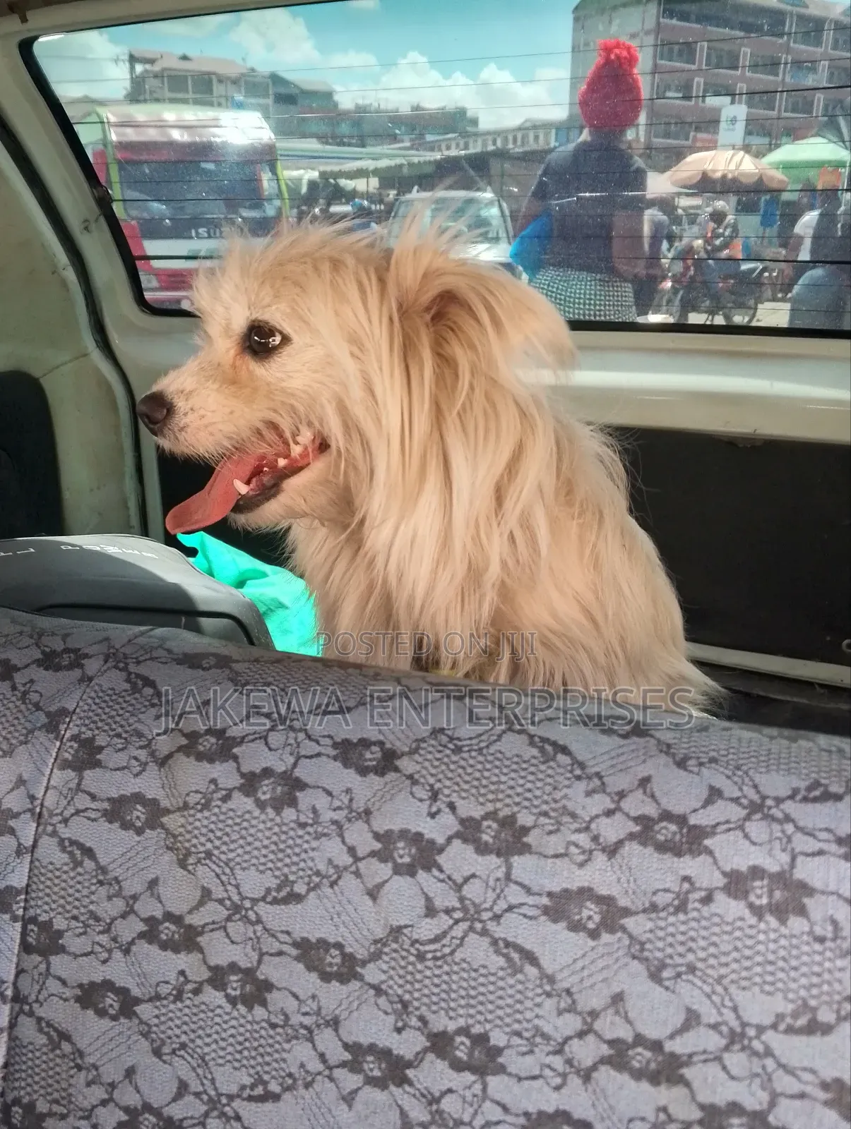 3-6 months Female Purebred Maltese