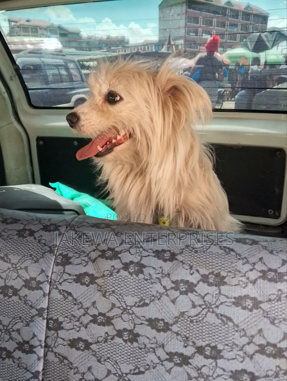 3-6 months Female Purebred Maltese