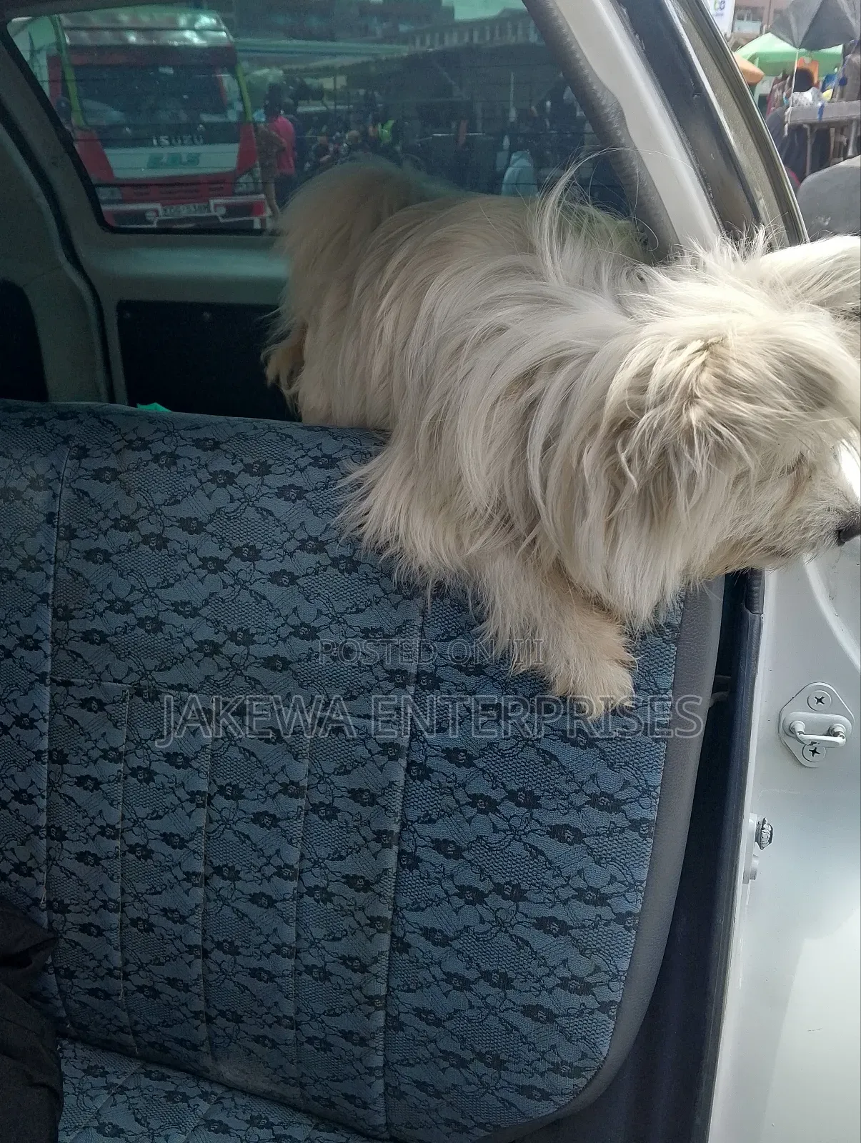 3-6 months Female Purebred Maltese