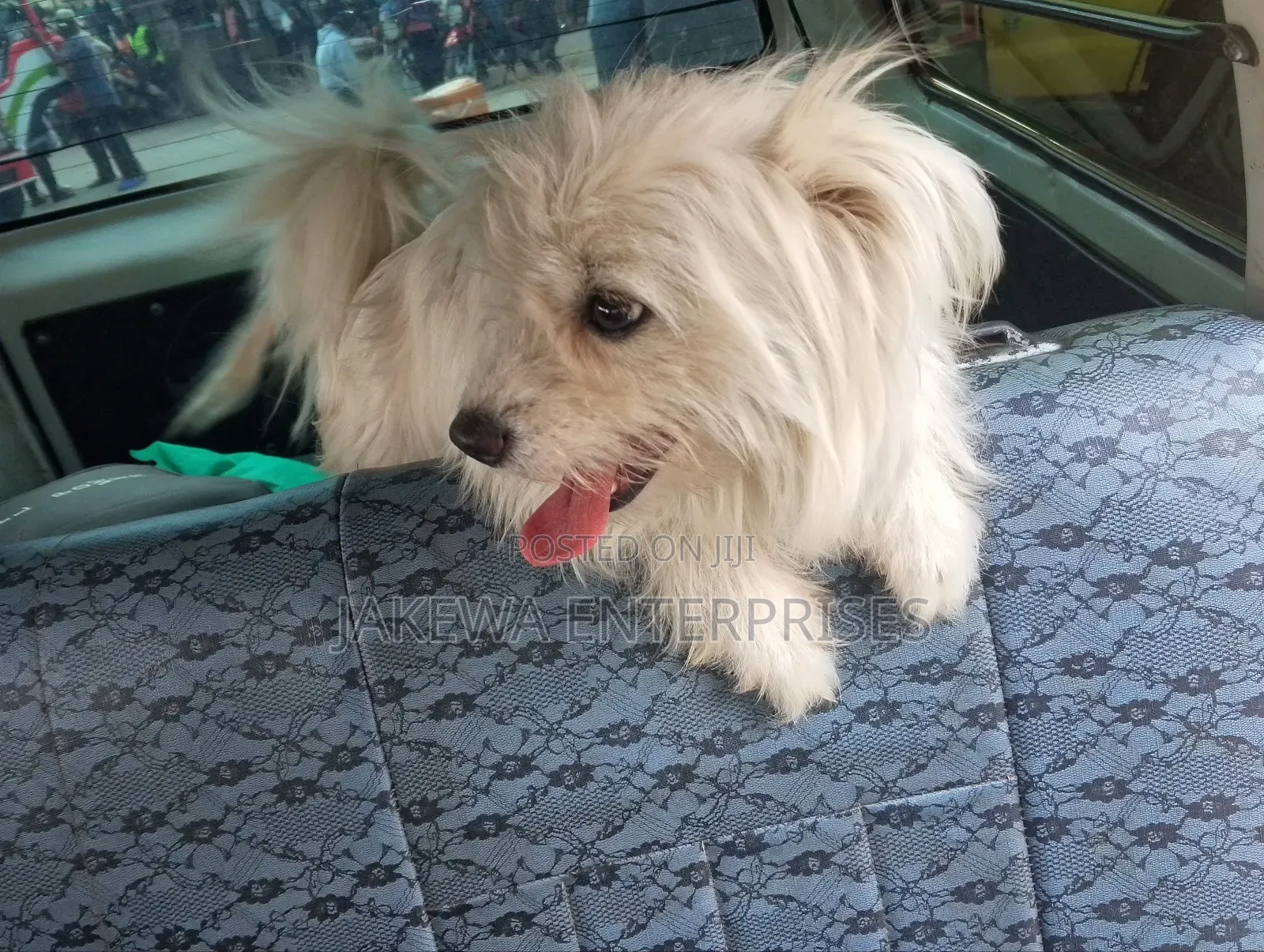 3-6 months Female Purebred Maltese