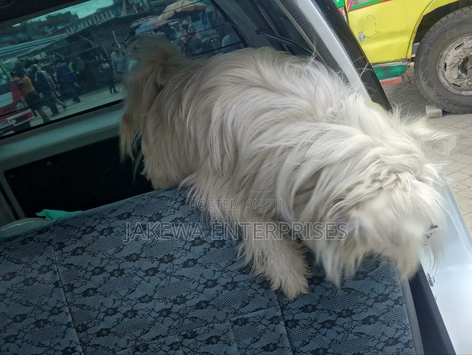 3-6 months Female Purebred Maltese
