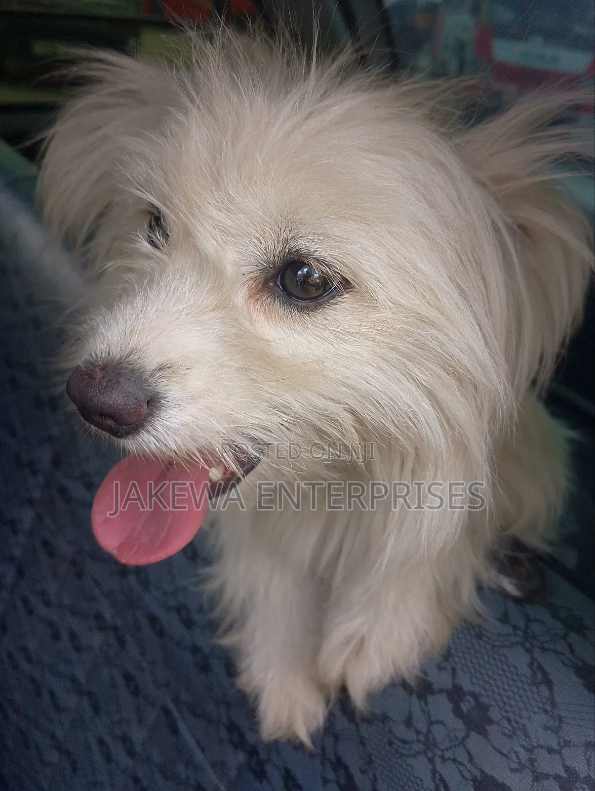 3-6 months Female Purebred Maltese