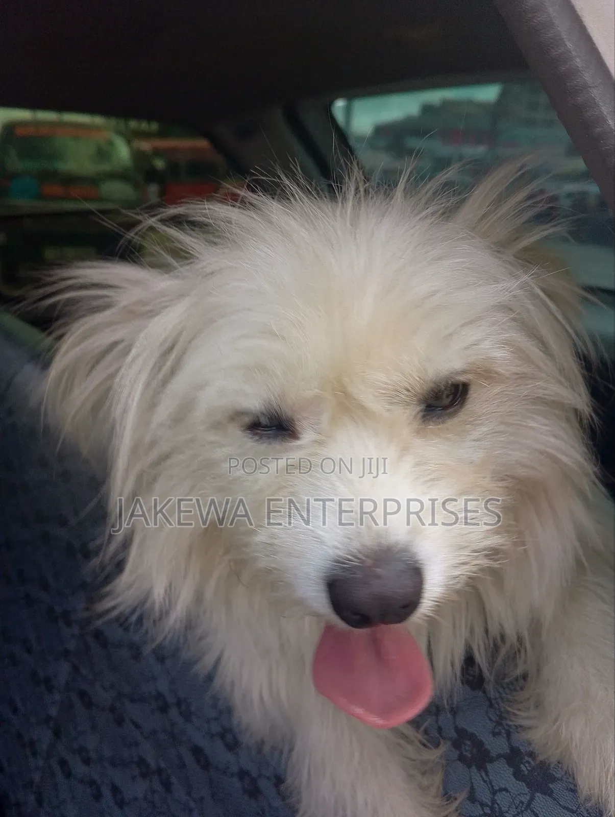 3-6 months Female Purebred Maltese