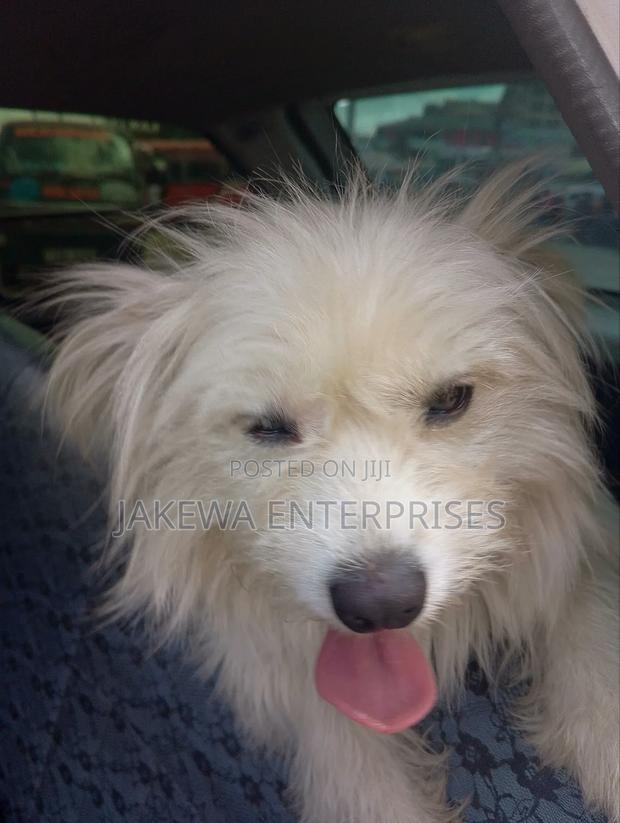 3-6 months Female Purebred Maltese