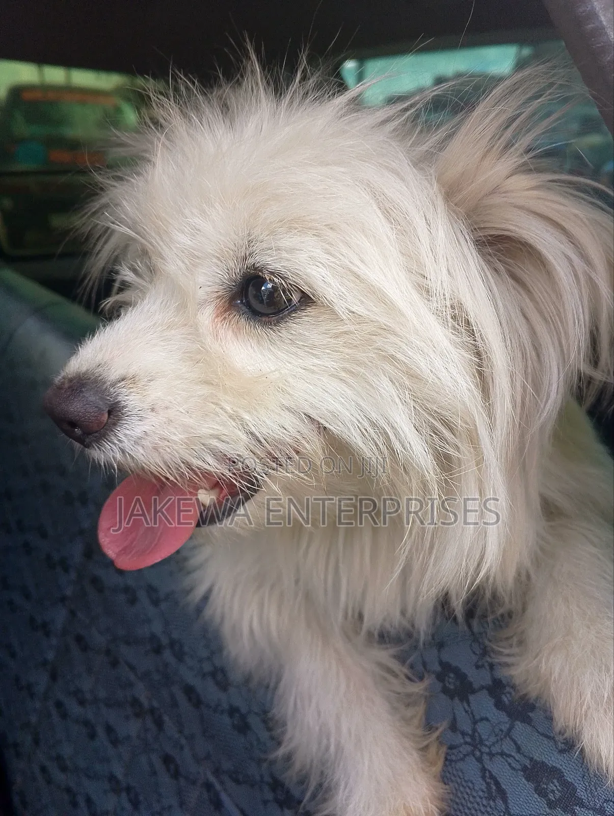 3-6 months Female Purebred Maltese