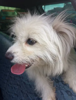 3-6 months Female Purebred Maltese