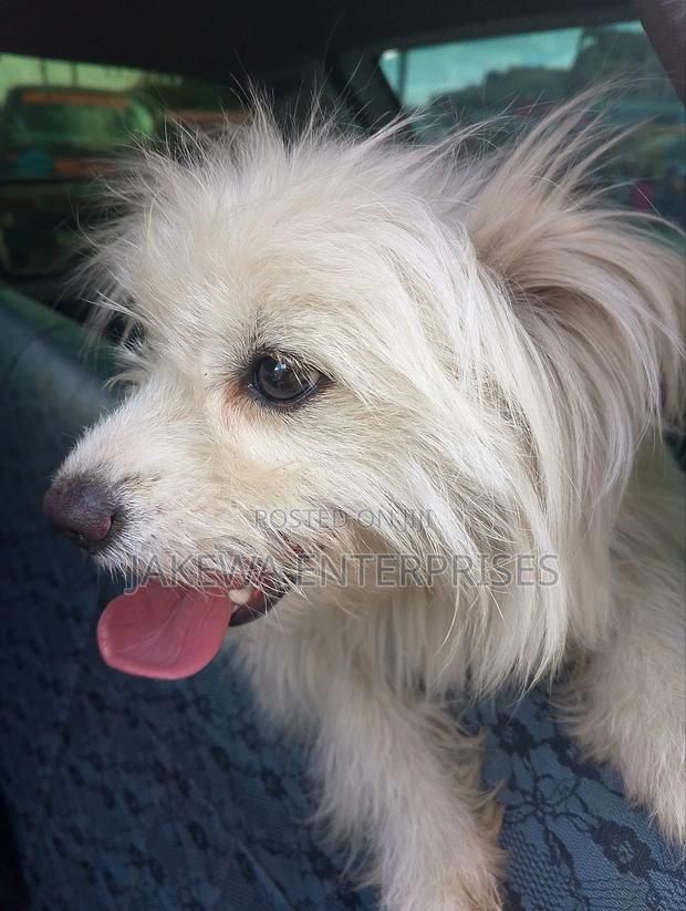 3-6 months Female Purebred Maltese - thumbnail 3
