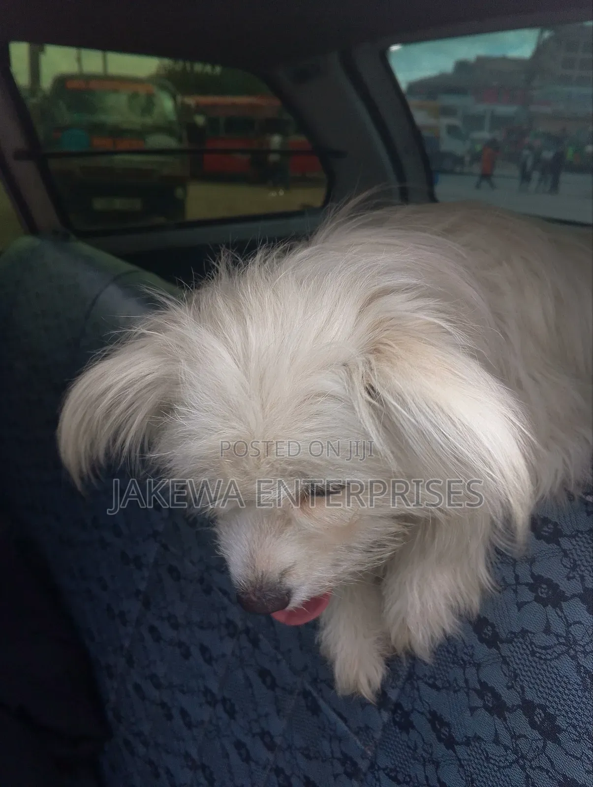 3-6 months Female Purebred Maltese