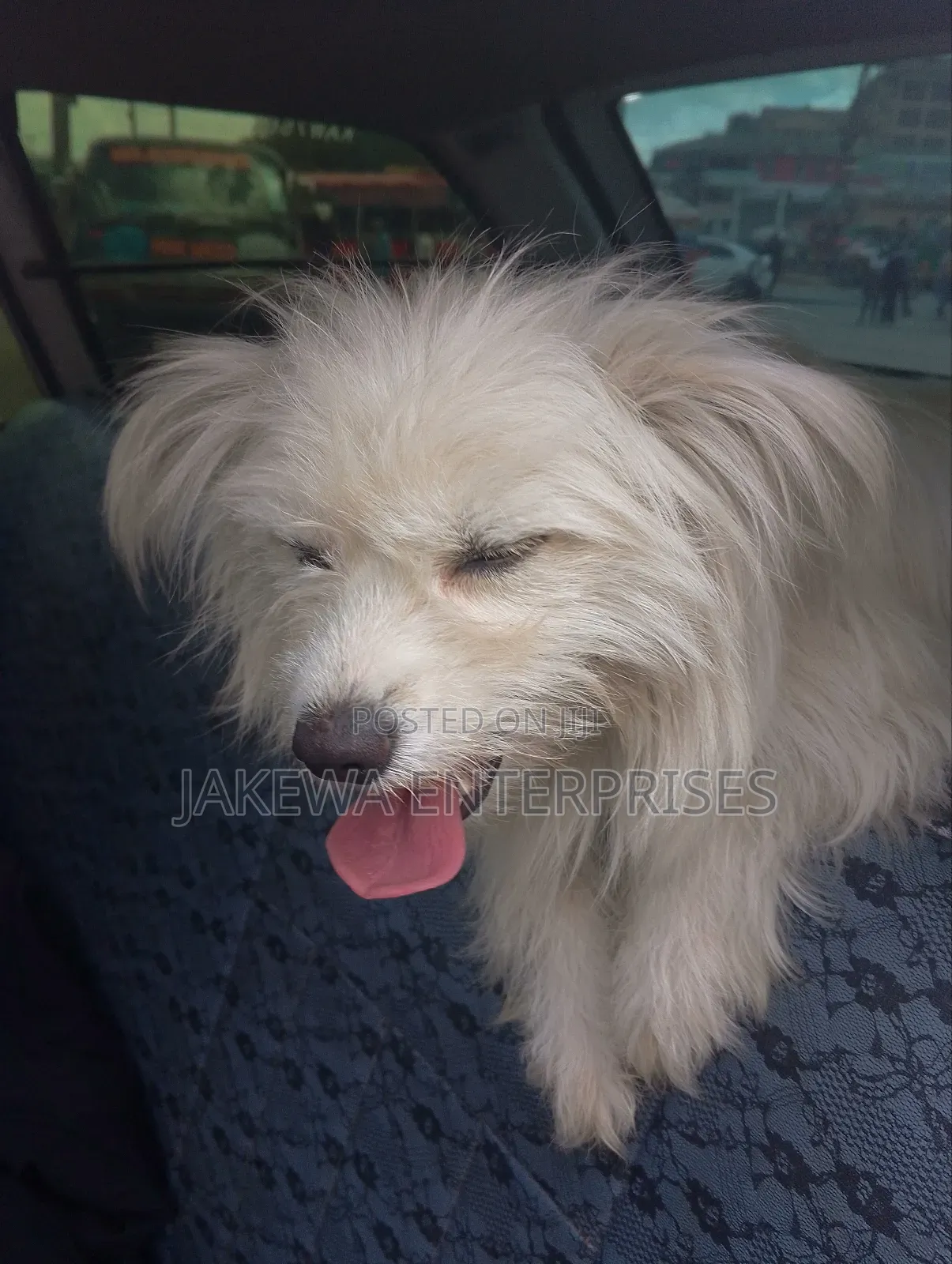 3-6 months Female Purebred Maltese