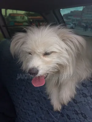 3-6 months Female Purebred Maltese