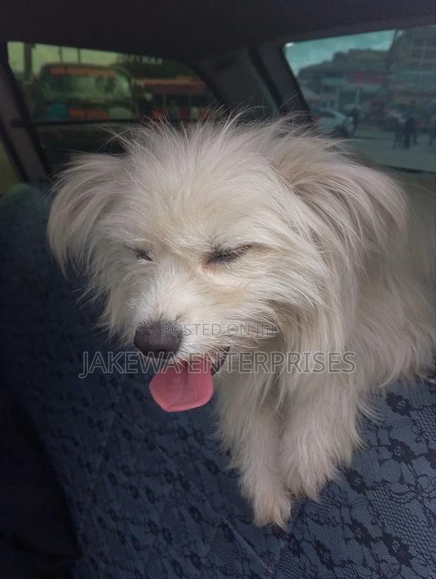 3-6 months Female Purebred Maltese - thumbnail 5