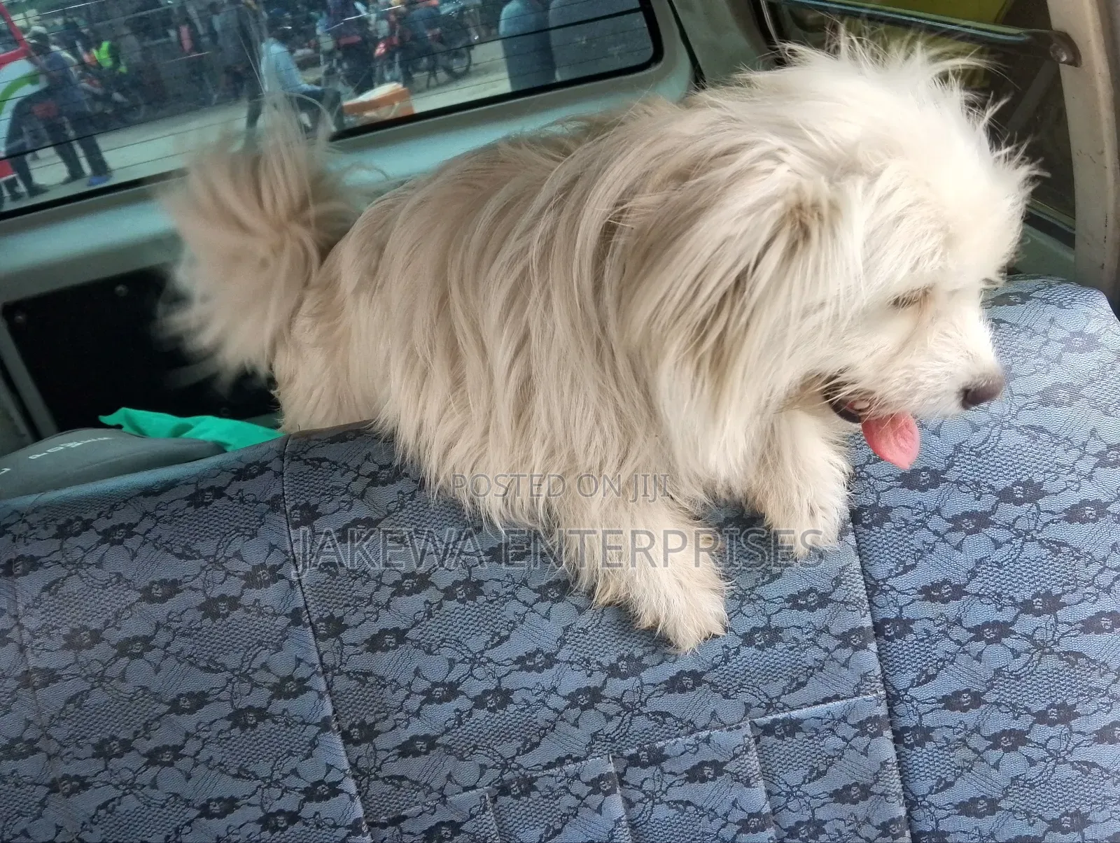 3-6 months Female Purebred Maltese