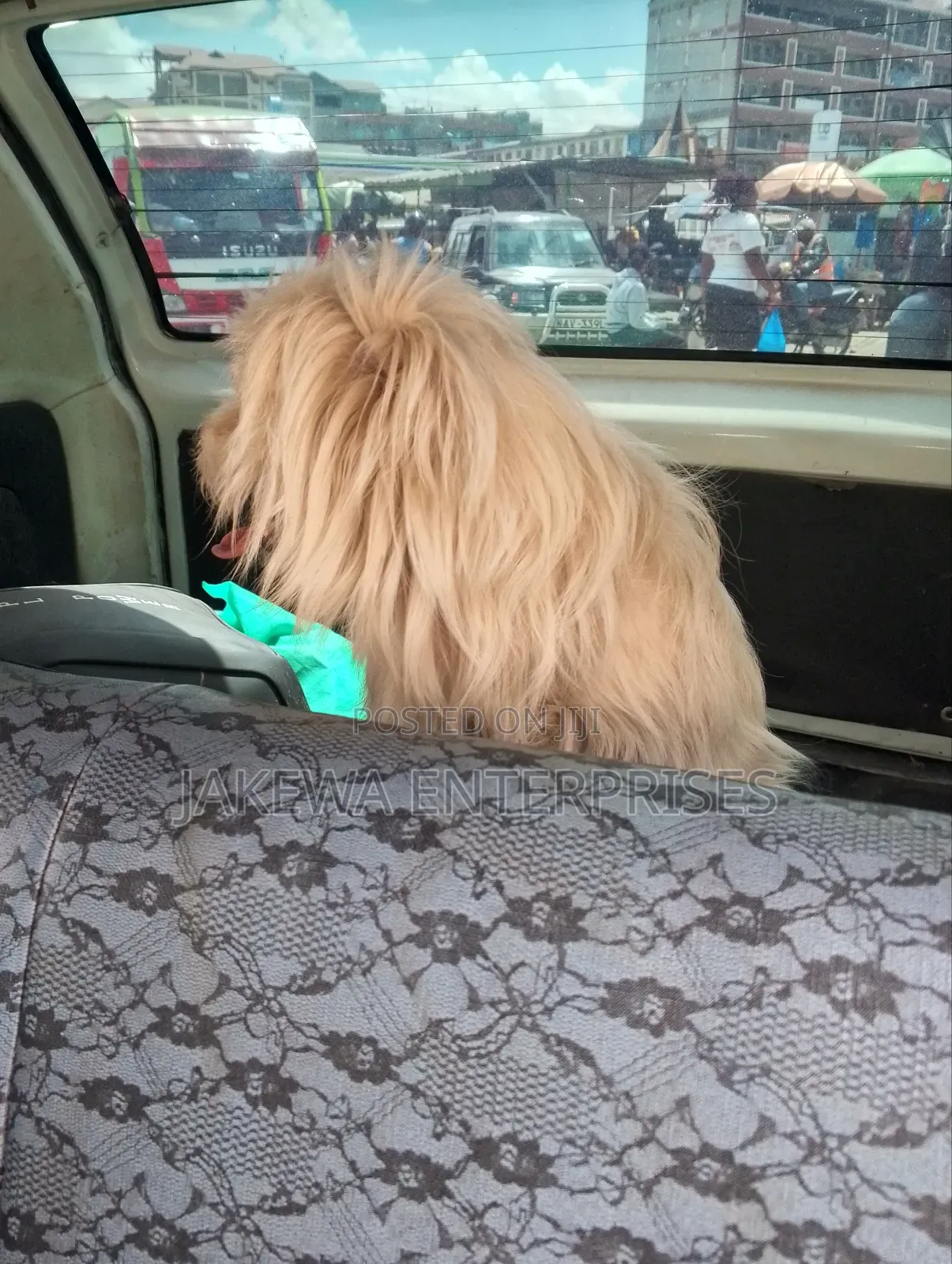 3-6 months Female Purebred Maltese