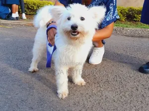 3-6 months Male Purebred Japanese Spitz