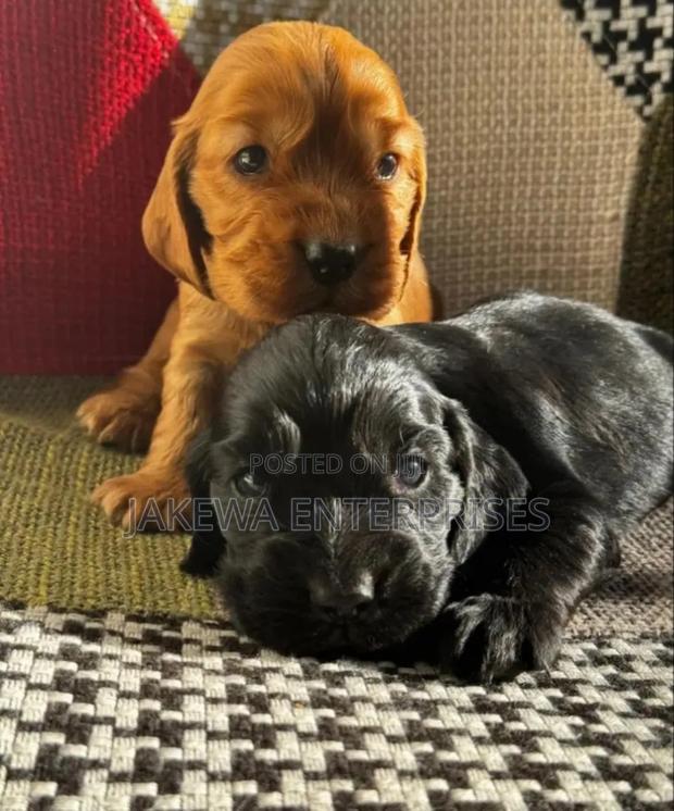 1-3 months Male Purebred Cocker Spaniel - thumbnail 2