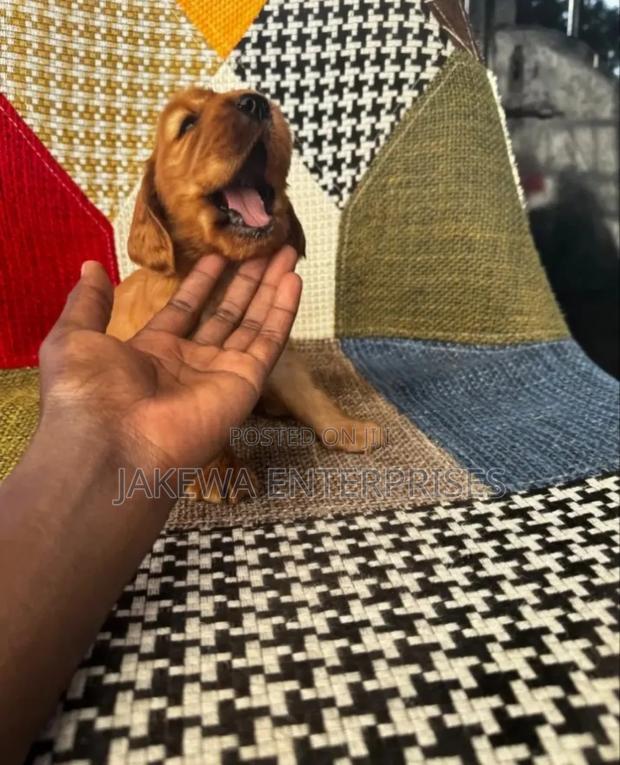 1-3 months Male Purebred Cocker Spaniel - main view