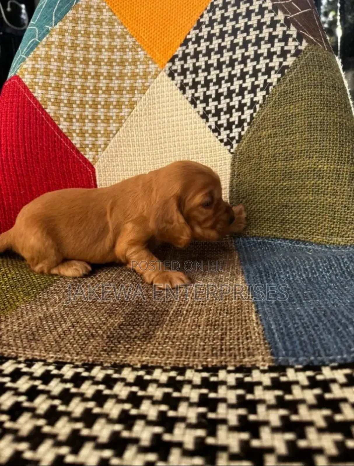 1-3 months Male Purebred Cocker Spaniel