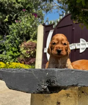 1-3 months Male Purebred Cocker Spaniel