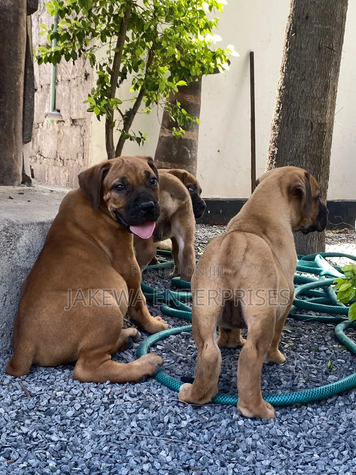 1-3 months Male Purebred Boerboel