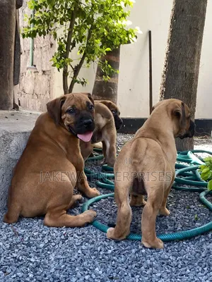 1-3 months Male Purebred Boerboel
