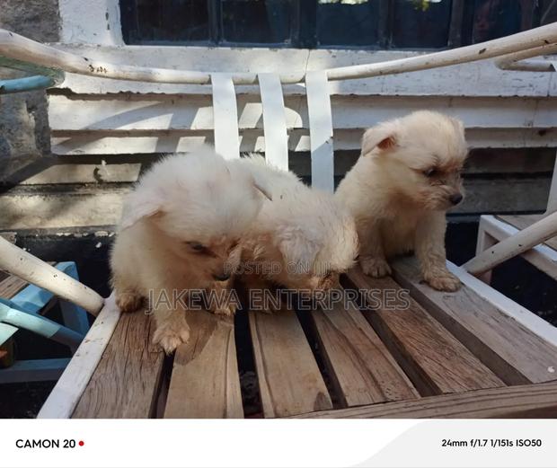 1-3 months Male Purebred Maltese - main view