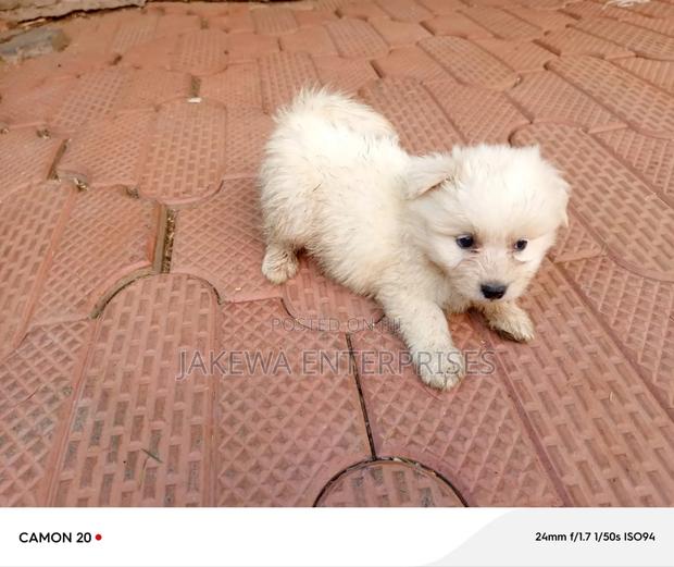 1-3 months Male Purebred Maltese - thumbnail 2