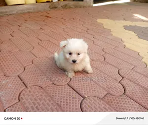 1-3 months Male Purebred Maltese