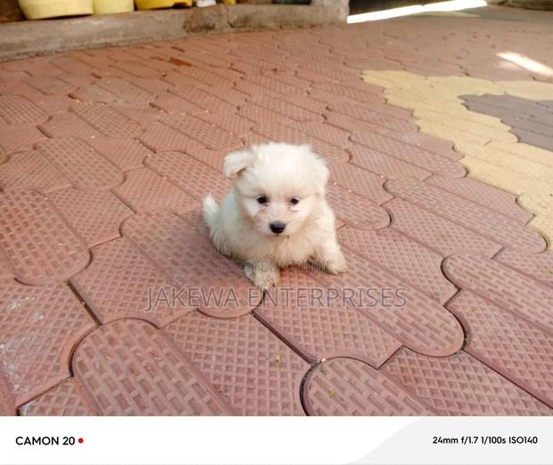 1-3 months Male Purebred Maltese - thumbnail 3