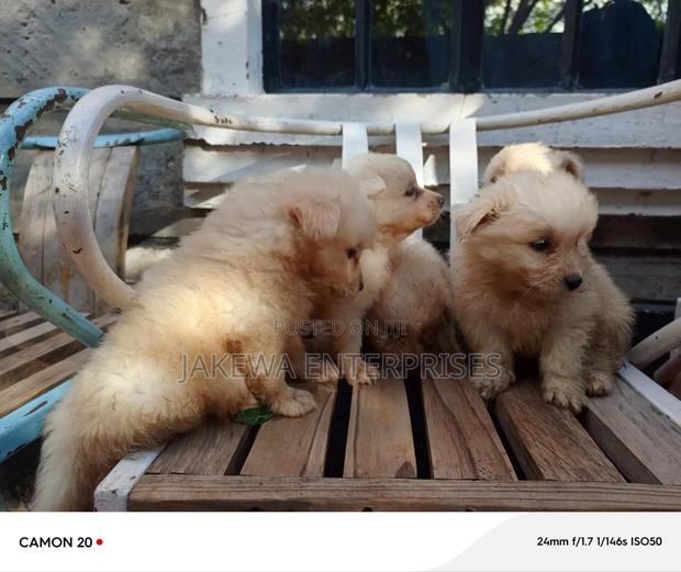 1-3 months Male Purebred Maltese - thumbnail 4